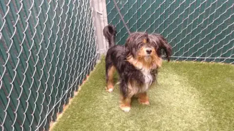 Mimi