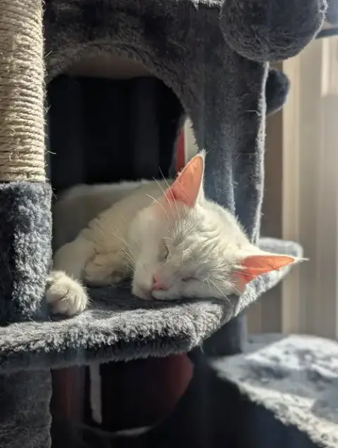 Vanilla photo 4