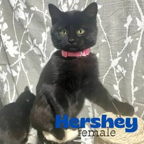Hershey