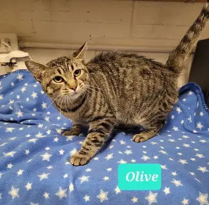 Olive photo 2