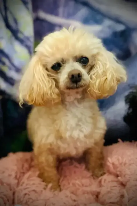 Gizmo Russell Dec 25 photo 2