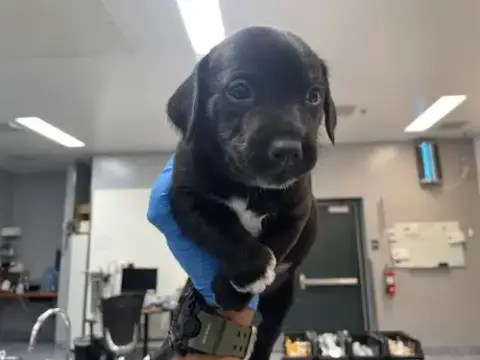 Baxter