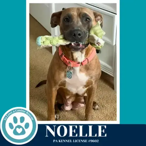 Noelle photo 4