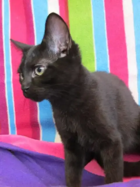 Any Cat photo 2