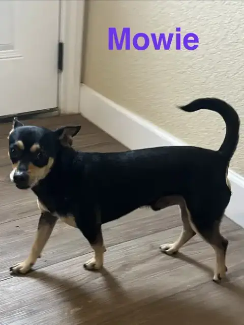 Mowie photo 3