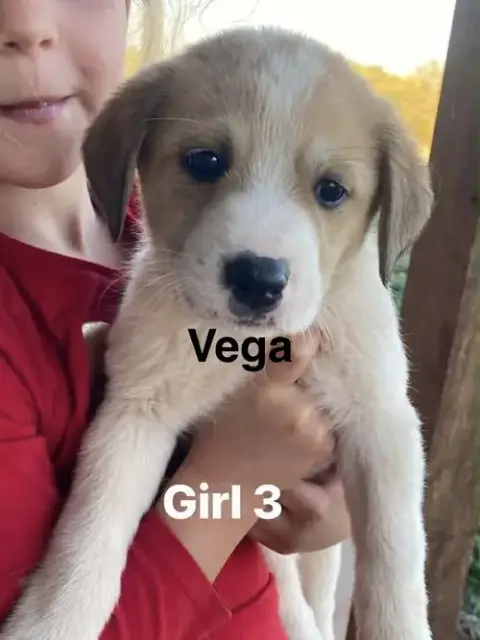Vega