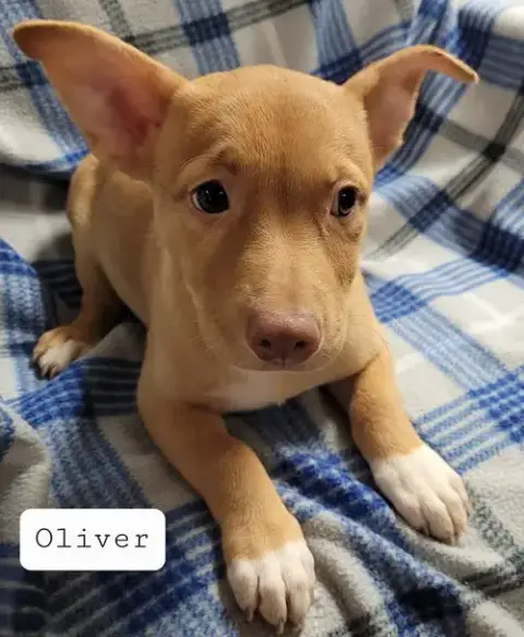 Oliver photo 2