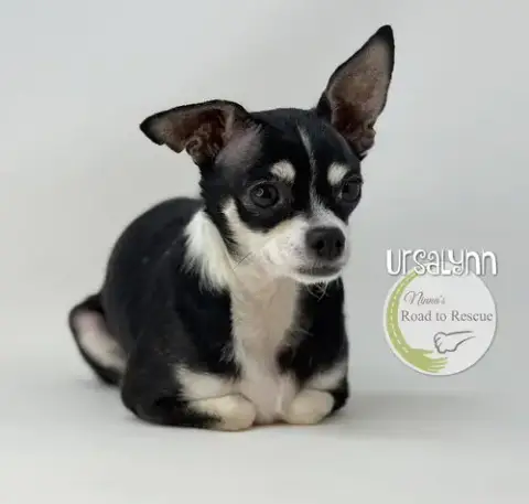 Ursalynn photo 2