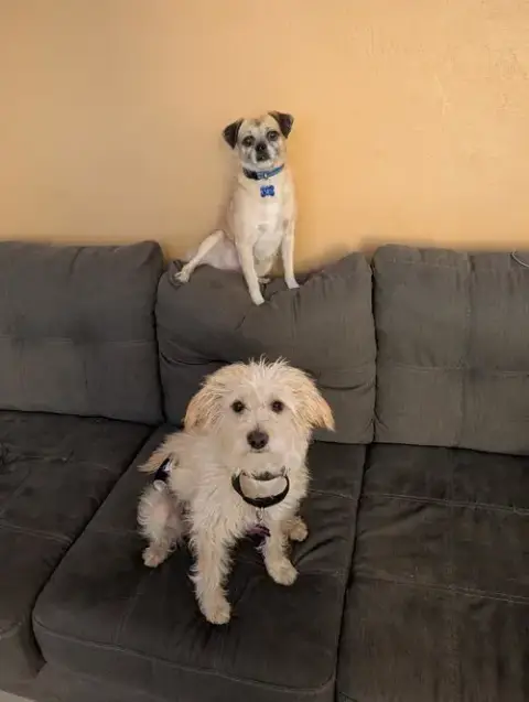 Courtesy Posting Pugslee photo 3