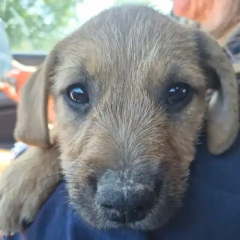 Cici