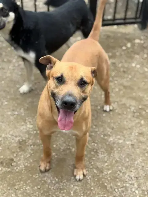 Finn