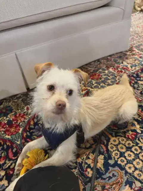 Millie