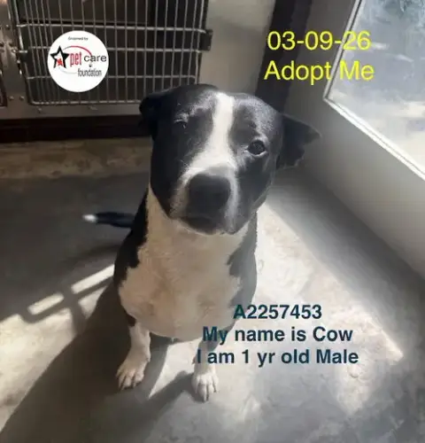 Cow