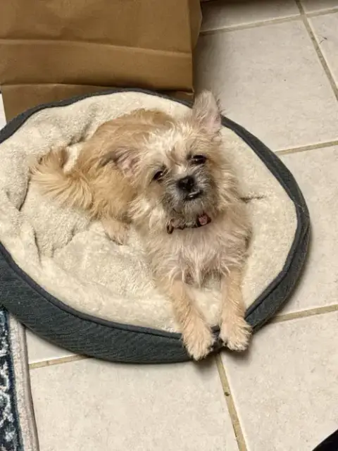 Bea