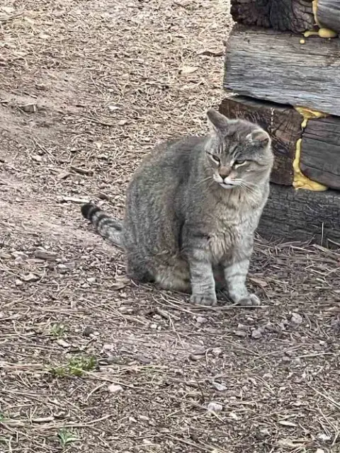 Barn Cats