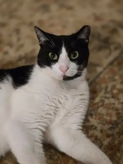 Felix photo 3