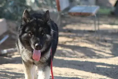Ringo