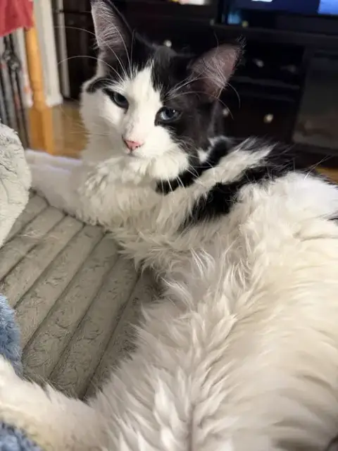 Moo Moo