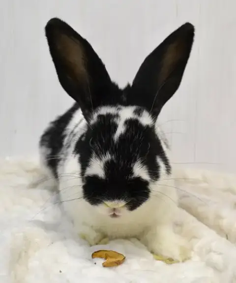 Cookie