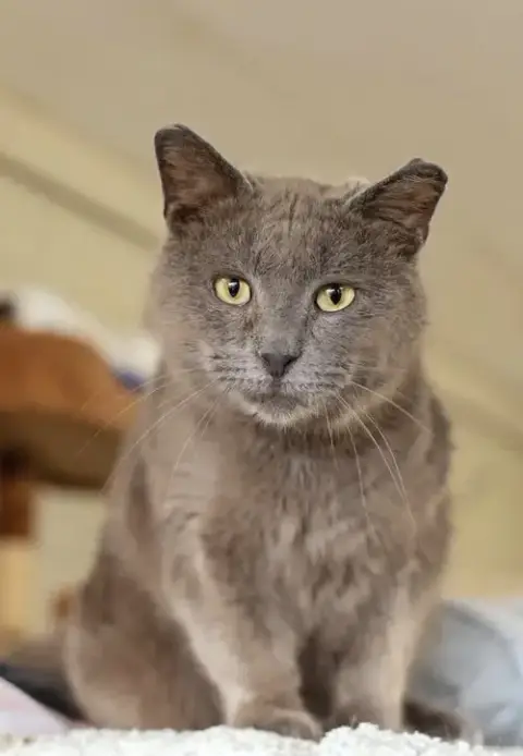 Sampson