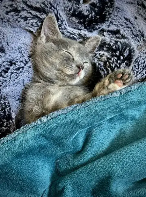 Azula photo 2