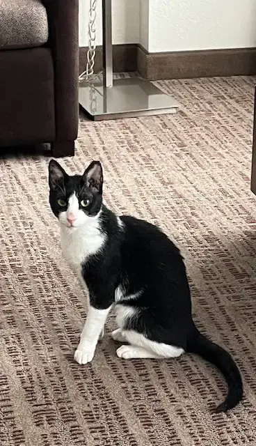 Feta