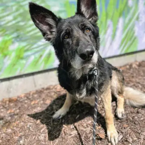 Mya