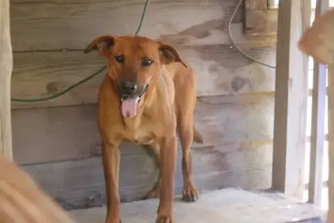 Dixie photo 4