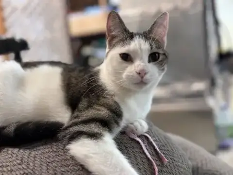 Loki: Not At Shelter photo 2