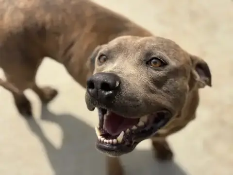Sid
