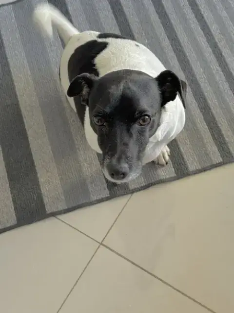 Tobi Jr Aka Oreo