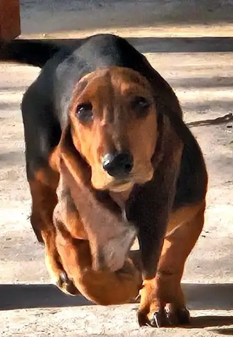 Rosie