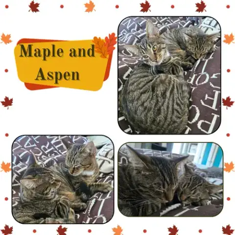 Maple And Aspen photo 2