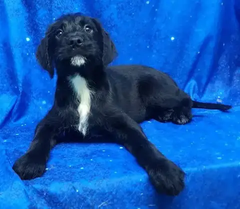 260278  Daisy photo 2