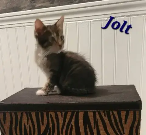Jolt photo 2