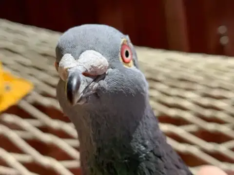 Pidgy W/Beanie