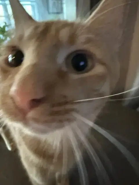 Nico photo 5