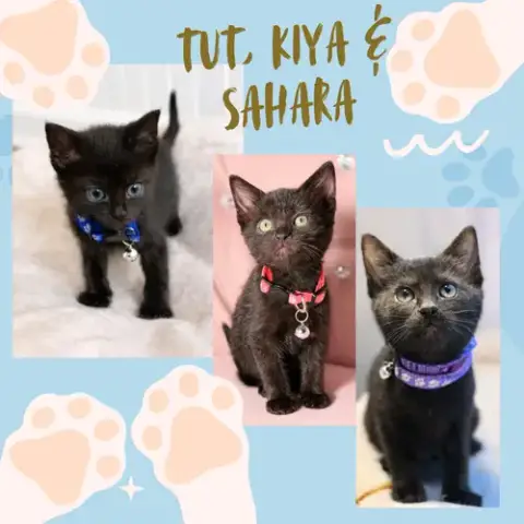 Mama Cleopatra