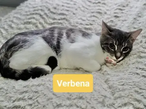 Verbena