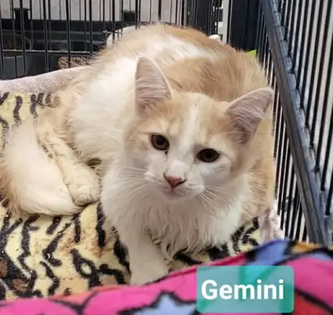 Gemini