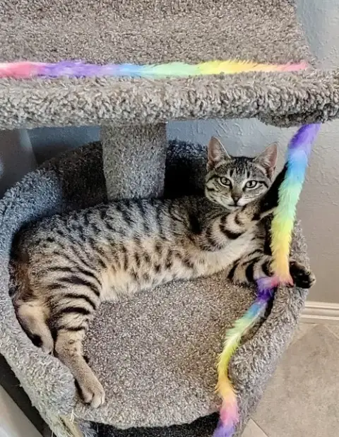 Xavier