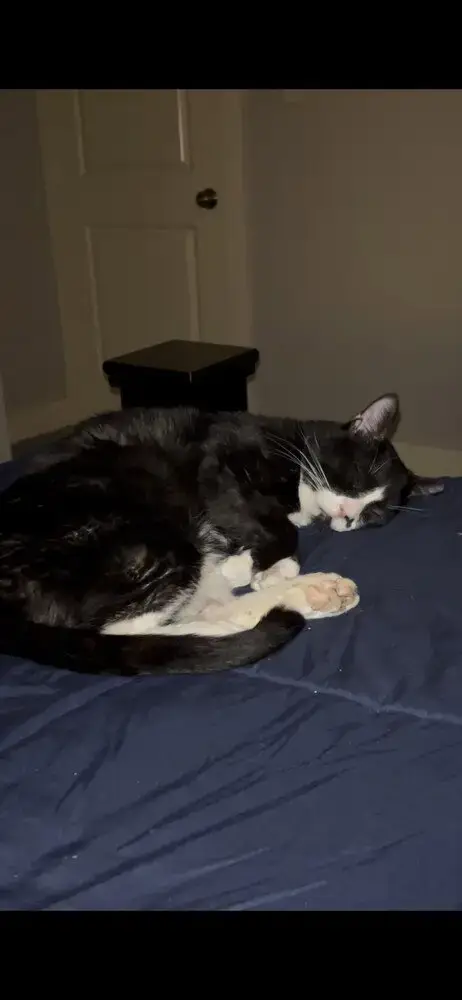 Felix photo 4
