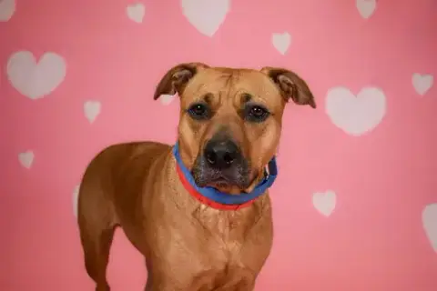 Koko