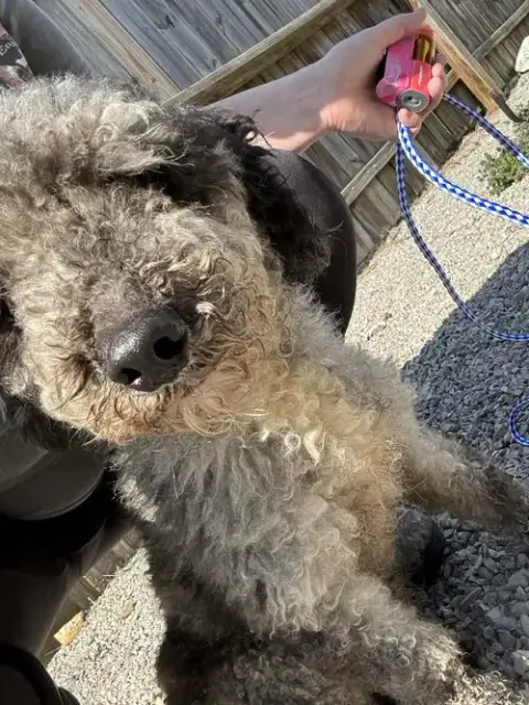 Reggie photo 3