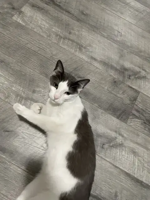 Misu