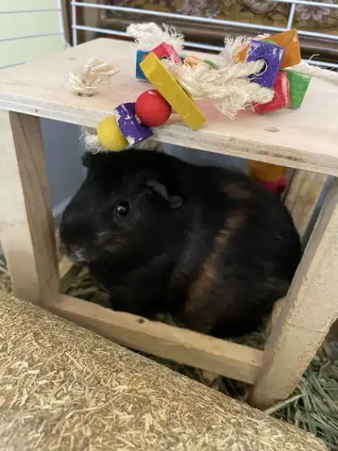 Pumpkin & Spice Guinea Pigs photo 3