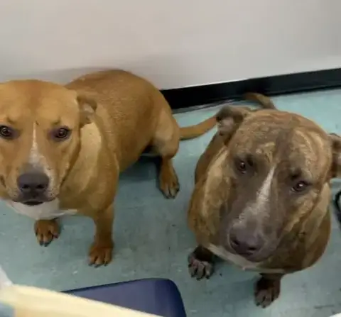Courtesy Post: Mia & Canela