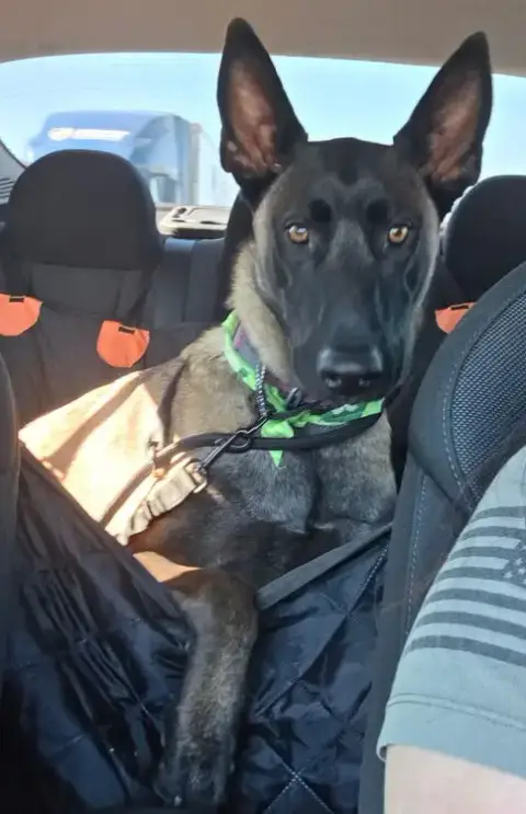 Rocco