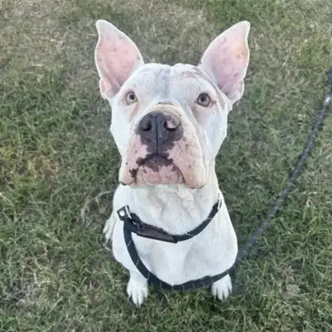 Star