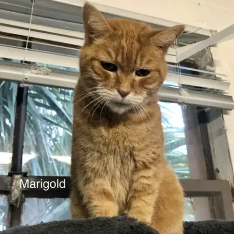 Marigold photo 2